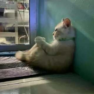 Video sticker 🥨 っ╥╯﹏╰╥c