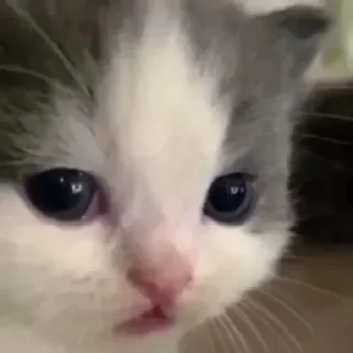 Telegram sticker 🍂 っ╥╯﹏╰╥c