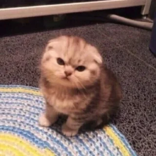 Telegram sticker 🌳 っ╥╯﹏╰╥c