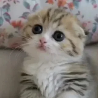 Telegram sticker 🎐 っ╥╯﹏╰╥c