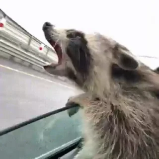 Video sticker 🥞 っ╥╯﹏╰╥c