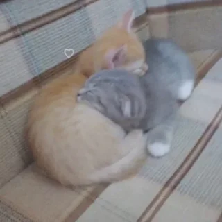 Video sticker 🥧 っ╥╯﹏╰╥c