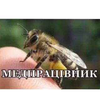 Video sticker 🐦 ріальна укр жиза | via @StickedApp_bot