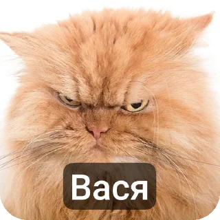 Telegram sticker 🐱 Вась @TrapQueen0wen @slivdiddybop