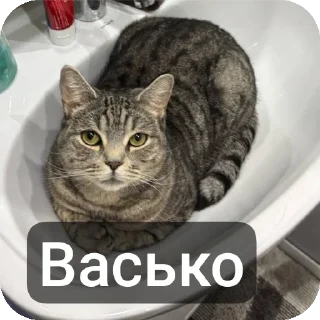 Video sticker 😐 Вась @TrapQueen0wen @slivdiddybop