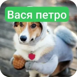 Video sticker ❤️ Вась @TrapQueen0wen @slivdiddybop