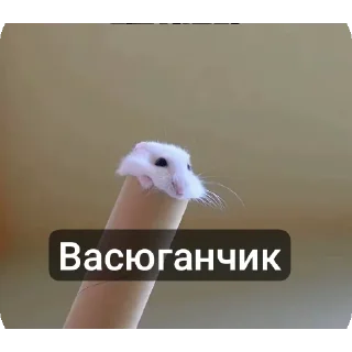 Telegram sticker 🐦 Вась @TrapQueen0wen @slivdiddybop