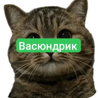 Video sticker 🥺 Вась @TrapQueen0wen @slivdiddybop