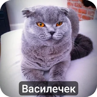 Telegram sticker 🐱 Вась @TrapQueen0wen @slivdiddybop