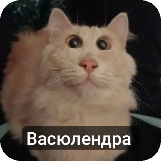 Telegram sticker 🐱 Вась @TrapQueen0wen @slivdiddybop