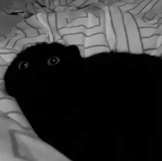 Video sticker 🐱 Pretty Savage — @geoyangi.