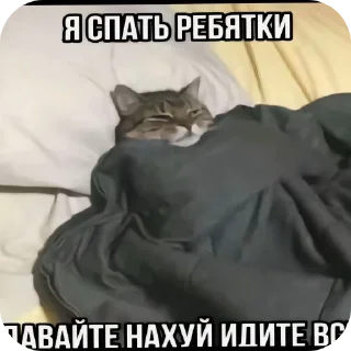Telegram sticker 🐱 potato