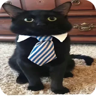 Video sticker 🐱 potato