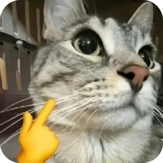 Telegram sticker 🐱 potato