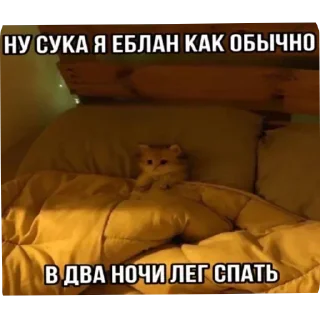 Telegram sticker 🐱 @yaziktembot <--- стикеры тут