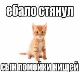 Telegram sticker 🐱 @yaziktembot <--- стикеры тут