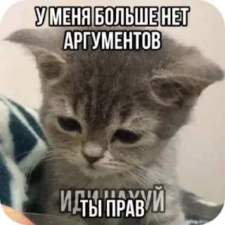 Telegram sticker 🐱 @yaziktembot <--- стикеры тут