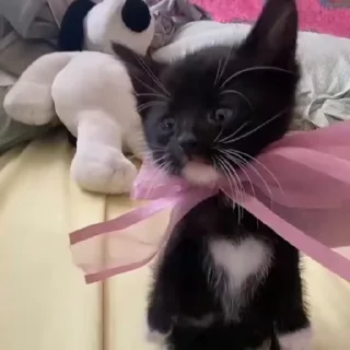 Video sticker 🎀 Cute animals🎀 | @Playfobian-@Poublickeds