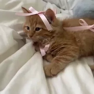 Video sticker 🎀 Cute animals🎀 | @Playfobian-@Poublickeds