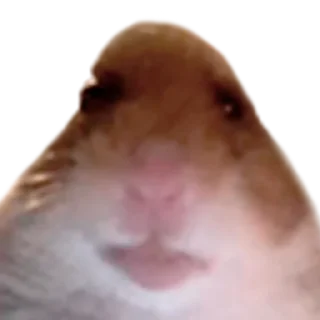 Video sticker 🤯 Х О М Я К И — @IMOEX