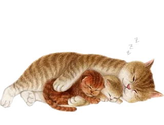 Telegram sticker 😴 nyangsongi_cat