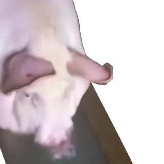 Sticker 🐷 Pigga blop)