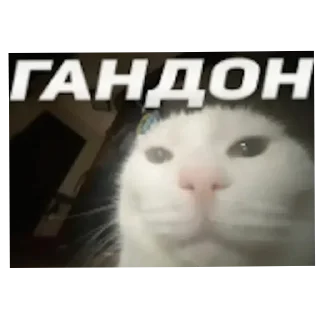 Telegram stiker 🐱 Сухарики by @nietso