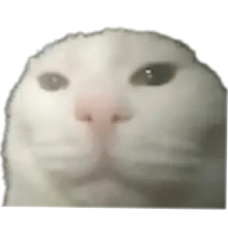 Telegram stiker 🐱 Сухарики by @nietso