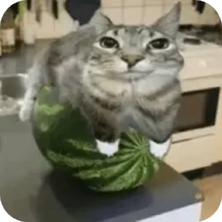 Telegram stiker 🐱 Сухарики by @nietso