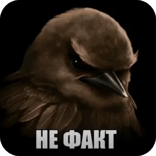 Telegram sticker 🐦 птицы @kirieshkapro1234567890