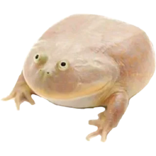 Sticker 🐸 Mittwoch