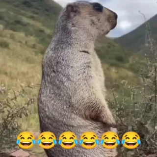 Video sticker 🦫 Ground Hogs 🦫 - @Wickers