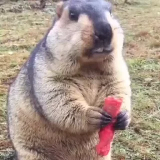 Video sticker 🦫 Ground Hogs 🦫 - @Wickers