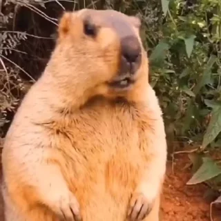 Video sticker 🦫 Ground Hogs 🦫 - @Wickers