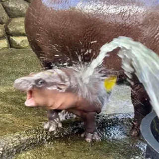 Telegram sticker 🦛 Probably Nothing