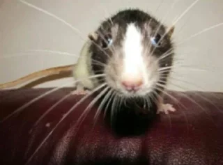 Video sticker 🌟 Любимые картинки егорки 6 :: @fStikBot