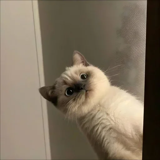 Telegram sticker 🐈 @lowkey_vibe  Anmol