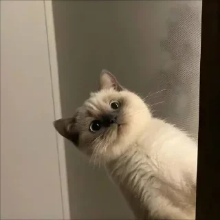 Video sticker 🐈 @lowkey_vibe  Anmol