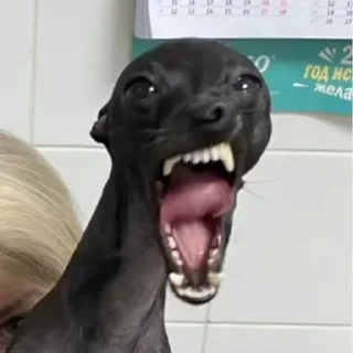 Telegram sticker 🤬 Больше стиков тут: @stikery4