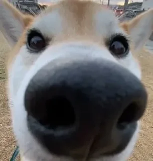 Telegram sticker 😲 Больше стиков тут: @stikery4