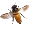 Video sticker 🐝 ~🔆𐌗ᥙᥰᥰ...