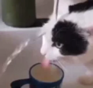 Video sticker 🐈 Создано в @sozdsti_bot