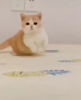 Video sticker 🐈 Создано в @sozdsti_bot