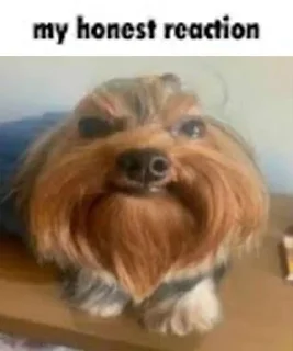 Telegram sticker 🥱 Собака