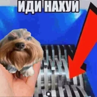 Telegram sticker 🖕 Собака