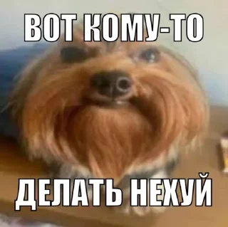 Video sticker 😨 Собака