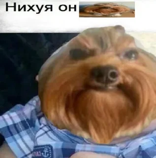 Video sticker 🪤 Собака