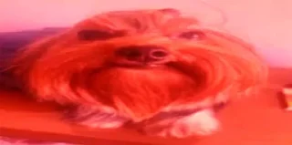 Telegram sticker 😐 Собака