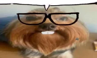 Video sticker 🤓 Собака