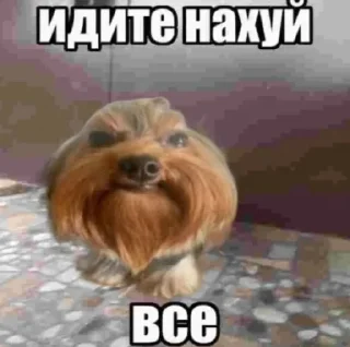 Telegram sticker 🖕 Собака